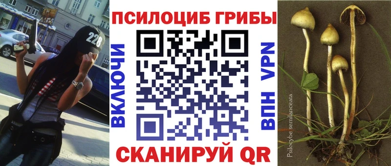 что такое Советский Галлюциногенные грибы Cubensis